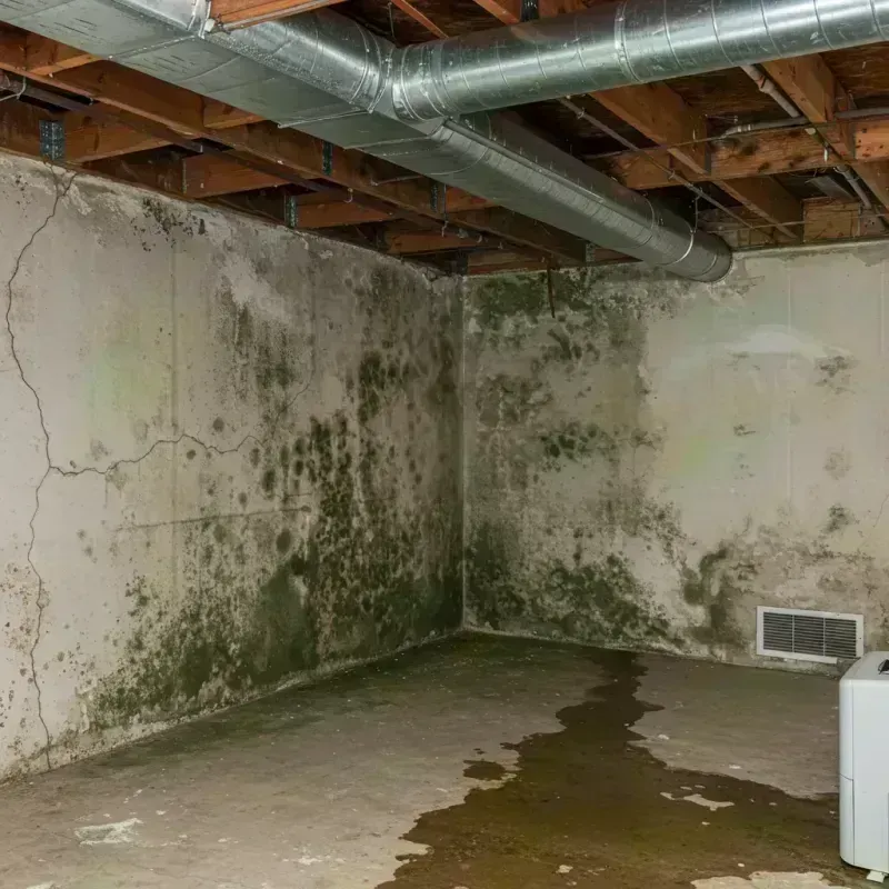 Professional Mold Removal in Colorado Springs, CO